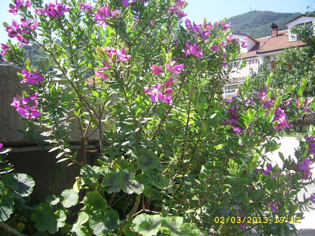 Apartment Center 2 Budva